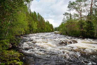 Bulutlu bir gökyüzünün altında yemyeşil bir ormanın içinden hızla akan bir nehir. Arka planda doğal bir manzara var. Murmansk, Rusya.