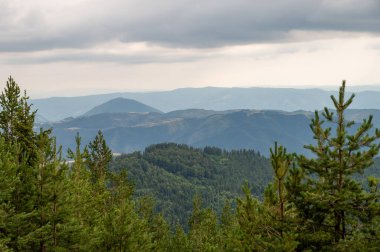Önplanda yoğun bir çam ormanı yuvarlanan yeşil tepeler ve bulutlu bir gökyüzünün altındaki uzak dağlar doğal gün ışığında. Seyahat ve turizm konsepti. Zlatibor, Sırbistan