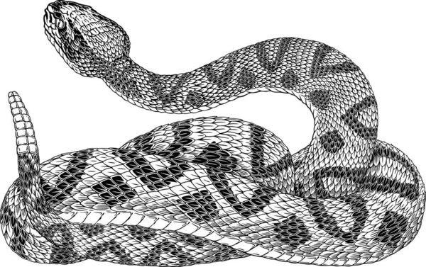 Ilustración Vectorial Blanco Negro Serpiente Cascabel — Archivo Imágenes Vectoriales