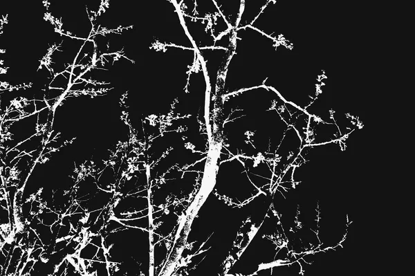 white Tree Branches on black background.