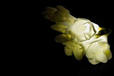 Siyah arka plan beyaz frezya.