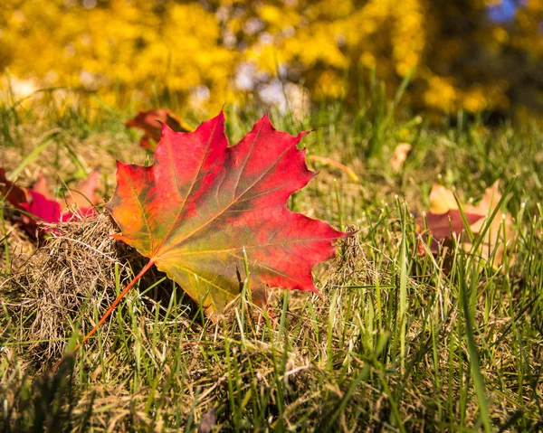 Efterårsbladet på græsset. - Stock-foto