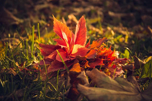 Bouquet di foglie autunnali. — Foto Stock