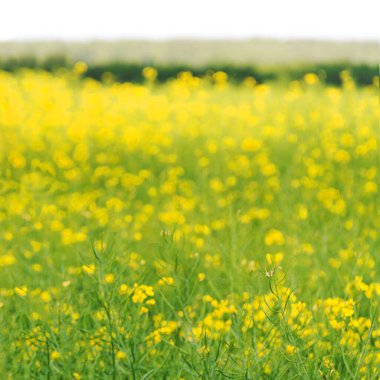 Sarı tecavüz alanının arka planı.