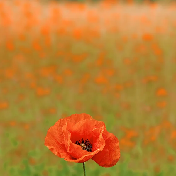 Red Poppy Flowers Wild Meadow — Stock Photo, Image