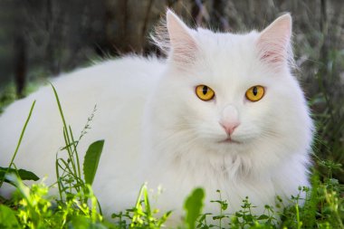 Sarı gözlü güzel beyaz kedi..