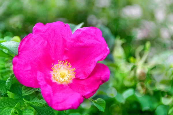 Vivid Pink Rose Green Garden — Stock Photo, Image