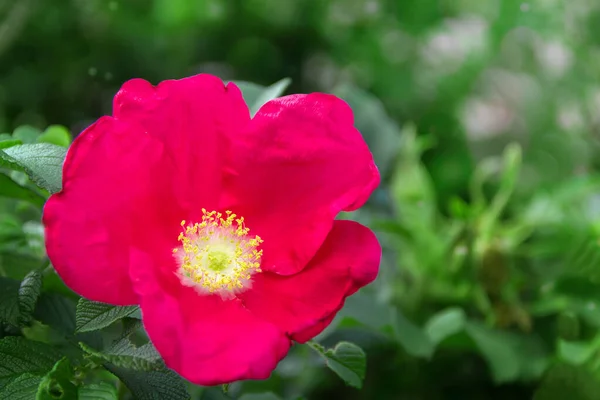 Bush Roses Green Background — Stock Photo, Image