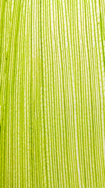 Detailní Záběr Zelených Listů Kukuřice — Stock fotografie