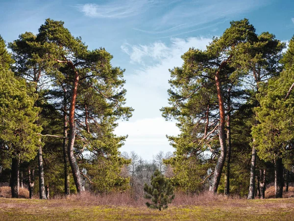 Beautiful Landscape Forest Belarus Background Bright Blue Sky Symmetrical Background — Stock Photo, Image