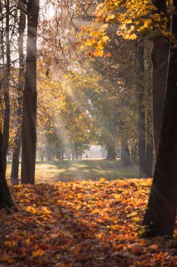 Parkta güneş ışınlarıyla güzel bir sonbahar. Beyaz.
