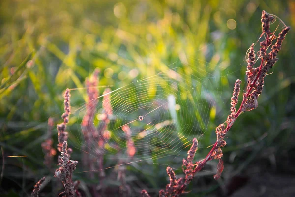 A beautiful spider web with a spider between plants.