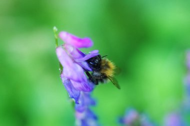 Nektar çiçek closeup makrodan toplama arı