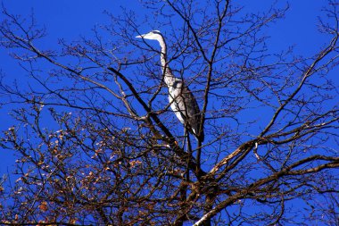 treetop closeup balıkçıl