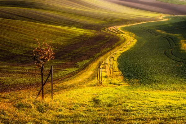 Boom en pad tussen velden in Moravische Toscane Rechtenvrije Stockfoto's