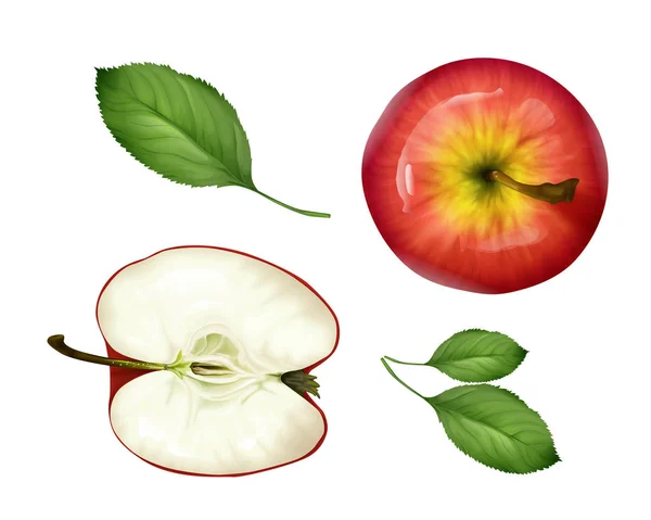 Διάνυσμα ρεαλιστική apple μισό, φύλλα που το top view — Διανυσματικό Αρχείο