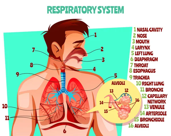 Ilustración del vector del sistema respiratorio humano — Vector de stock