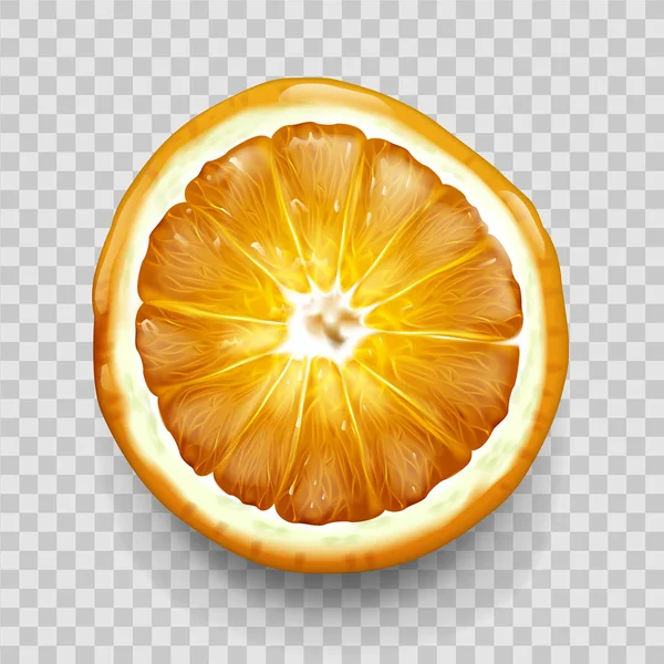 Oranžový nebo citrónový řez v půlhorním pohledu. Citrusové plody — Stockový vektor