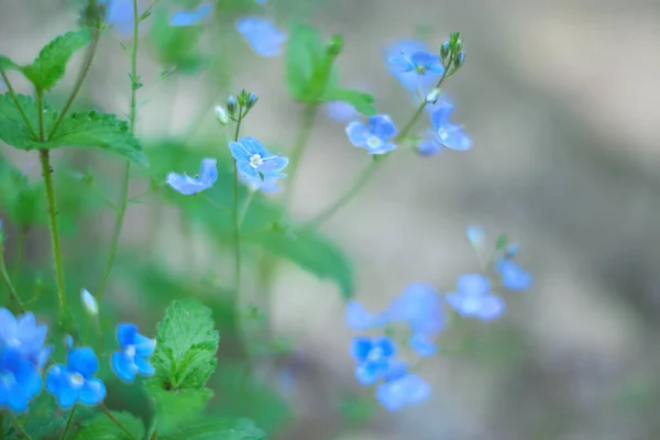 Apró Kék Vadvirágok Virágos Bokeh Puha Sekély Fókusz Veronica Persica — Stock Fotó