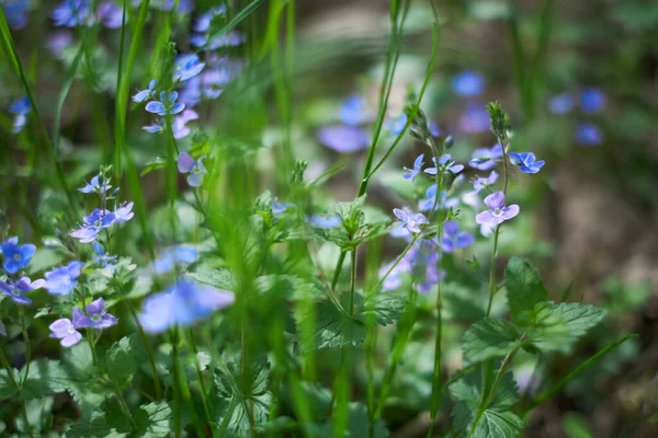 Winzige Lila Wildblumen Florales Bokeh Weicher Flacher Fokus Veronica Persica — Stockfoto