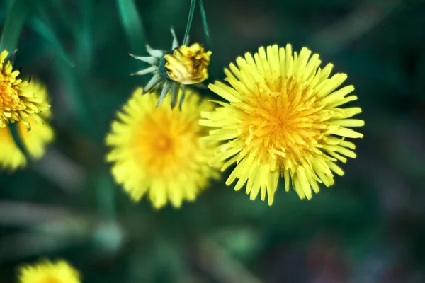 Макро Фотографія Жовтого Квітучої Квітки Кульбаби Крупним Планом Темно Зеленому — стокове фото