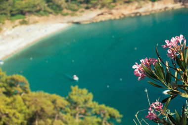 Zakkum turkuaz deniz ve içinde belgili tanımlık geçmiş bulanık yat ile güzel pembe çiçekler. Fethiye, Türkiye kabak Vadisi plaj. Cennet kavramı
