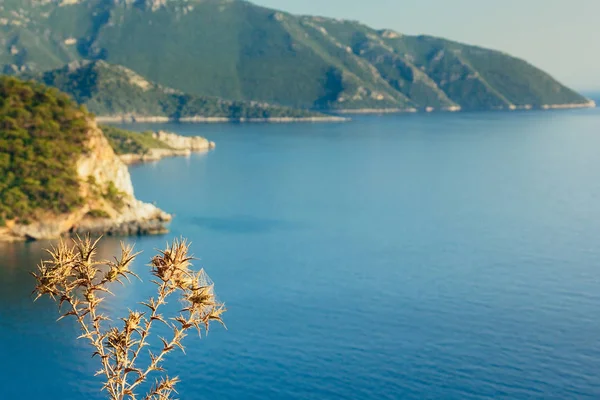 Thorn Dry Flowers Turquoise Sea Mountains Background Kabak Valley Beach — Stock Photo, Image