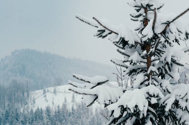 Kırsal dağ manzarası karla kaplı çam ağacıyla puslu uzak zemin ormanlarında kış. Güzel ve huzurlu kış sahne Avrupa resort konum