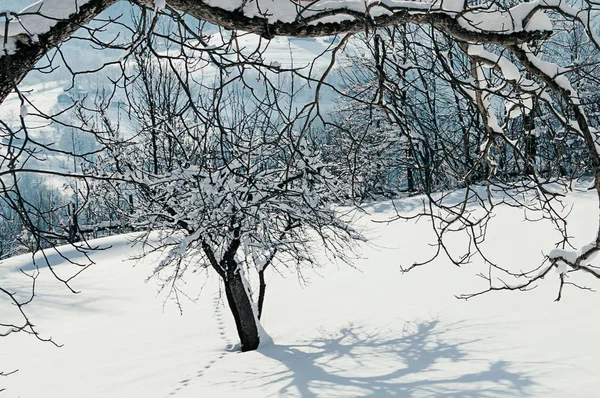 Animal footprints in deep snow, sunny day, beautiful blue shadows from tree. Winter rural landscape — Stock Image Animal Footprints Deep Snow Sunny Day Beautiful Blue Shadows Tree Stock Photo