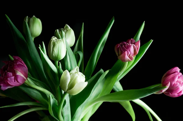 Närbild vacker tulpan blommor mörka bakgrund — Stockfoto