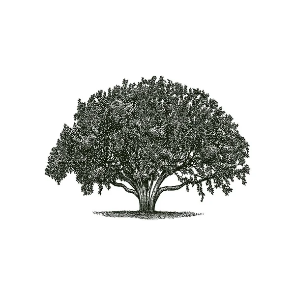 büyük ve gölgeli ağaç vektörü