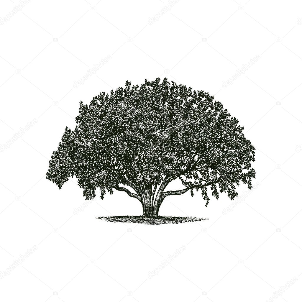large and shady tree vector
