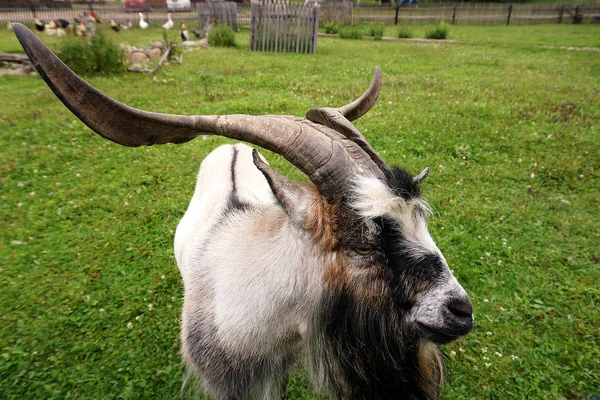 Goat grazing on the grass — Stock Photo, Image