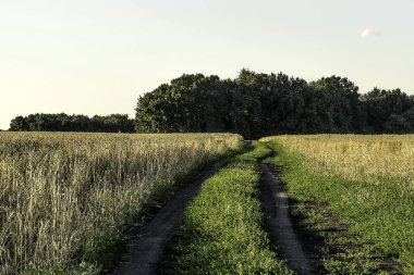 tarlalar arasına döşenmiş ülke yolu