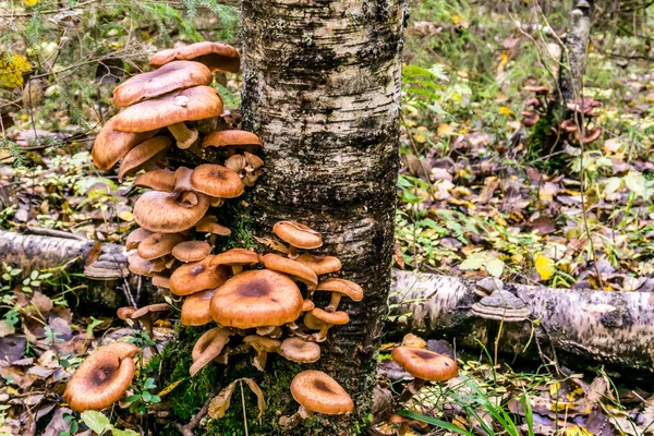 Ciupercile de toamnă cresc pe copac — Fotografie, imagine de stoc