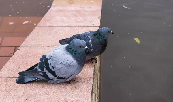 Dos palomas se sientan en la barandilla del paseo marítimo — Foto de Stock