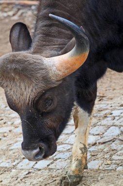Bos gaurus. Gaur en büyük sığırdır ve Güney Asya ve Güneydoğu Asya 'ya özgüdür..