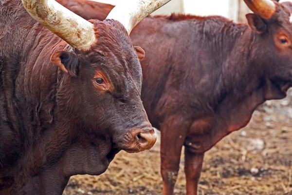 Ankole Watusi 安哥拉长角牛 Ankole Longhorn 是原产于非洲的一种牛 — 图库照片