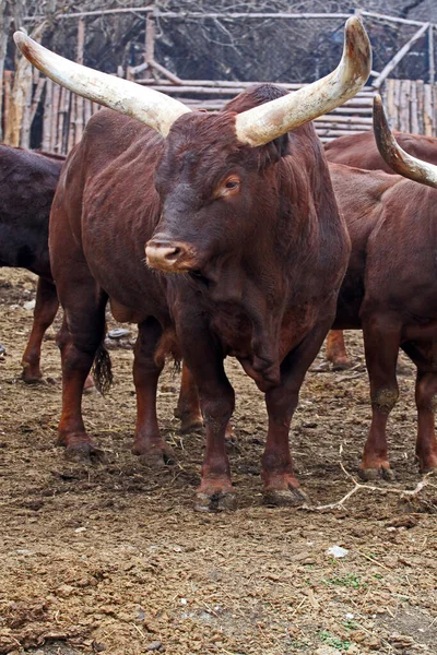 アンコール ワトシ アンコール ロングホーン Ankole Longhorn アフリカ原産の牛の一種 — ストック写真