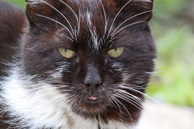 Beyaz benekli şirin bir smokin kedisinin portresi, izleyiciye bakıyor, açık ahşap duvar arka planı