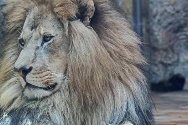 Close Portrait Beautiful African Male Lion — Stock Photo, Image