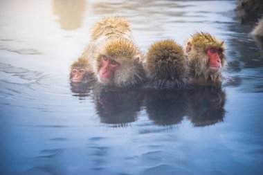 Aile kar maymun grubunda açık kaplıca, Nagano, Japonya