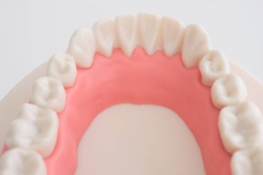 Beyaz arka plan üzerinde yapay diş modeli