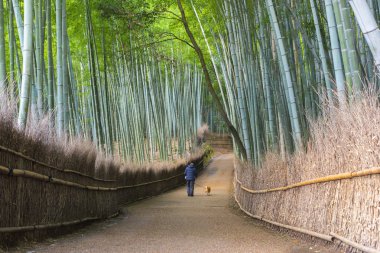  arashiyama bambu ormanı, kyoto, Japonya