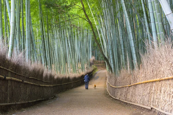 Arashiyama Bambusové Lesy Kyoto Japonsko — Stock fotografie