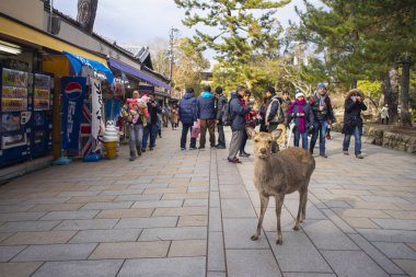 Nara, Japonya - 11 Şubat 2017: Turizm geyik Nara Parkı ile.