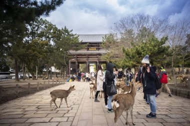 Nara, Japonya - 11 Şubat 2017: ile geyik Nara Parkı'nda oynayan turizm.