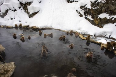  Yudanaka, Nagano, Japonya Japon kar maymunları onsen sıcak rahatlatıcı yaylar