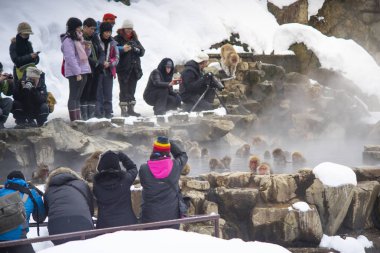 Nagano, Japonya - 13 Şubat 2017: Japon kar maymunları rahatlatıcı onsen sıcak Springs insanlarla