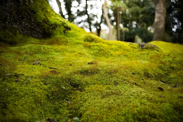 Moss Verde Cobrir Árvore Raiz Campo — Fotografia de Stock